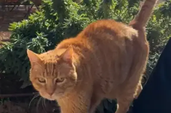 Perdido gato masculino, Diseminado P 28, 45, Santa Gertrudis de Fruitera - photo