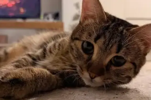 Perdido gato hembra, Calle Independencia 23, Móstoles, Madrid - photo