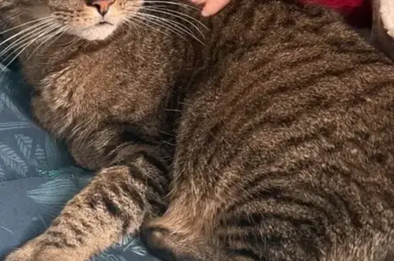 Animaux perdus Nancy, photo: Chat perdu, Rue Wilson, Vandœuvre-lès-Nancy - BENNY, chat tigré de 12 ans