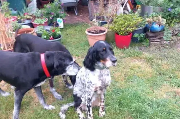 Animaux trouvés Labouheyre, photo: Trouvé chien femelle, Rue Jacques Berqué, Labouheyre - setter avec collier vert