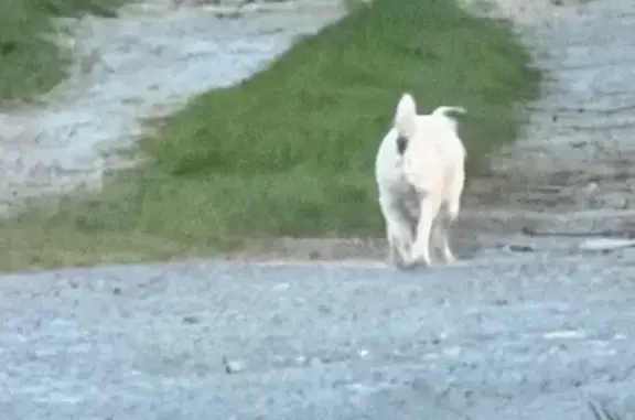Animaux trouvés Lille, photo: Trouvé Chien avec collier, Vimy, Lille