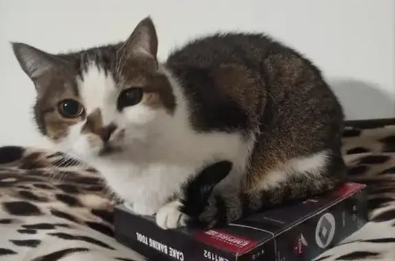 Загубилась в ЖК Паркленд. На одному оці біла пляма