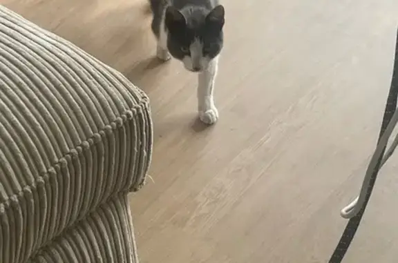Chat trouvé Sannois, photo: Trouvé Chat mâle, Allée du Clos Armelle, Sannois - gris et blanc