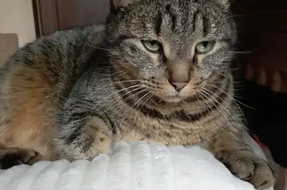 Animaux perdus Le Teil, photo: Chat perdu, Boulevard Tariotte, 4, Le Teil - très sociable