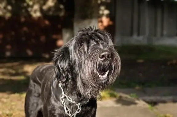 Animaux trouvés Gaillard, photo: Trouvé chien, Impasse des Bergeronnettes, Gaillard - grand et noir
