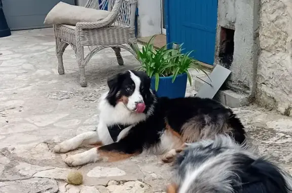 Perdu Chien mâle, D2085, 3778, Roquefort-les-Pins, Le Rouret - harnais noir - photo