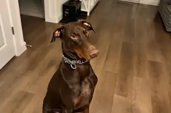 Missing dog Converse, photo: Lost male dog, Copper Rock, 8668, Converse - red coat Doberman