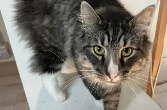 Perdu Chat mâle, Rue de l'Eglantier, Vernon - poil long tigré noir et gris - photo