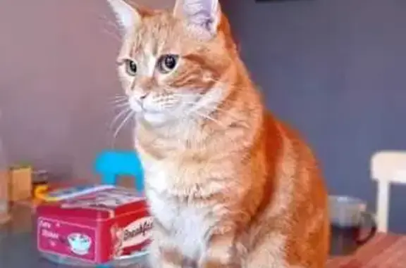 Animaux perdus Levallois-Perret, photo: Chat perdu, Rue du Hautacam, Lourdes - Moka, jeune roux de 11 mois