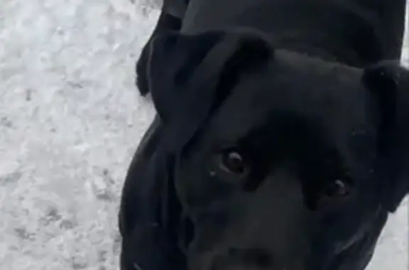 Зник собака чоловічий, вулиця Михайла Гришка, 4, Київ - чорного кольору, міцної статури - photo