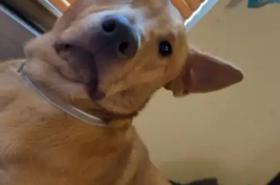 Lost female dog, Memphis - orange coat, responds to Clem - photo