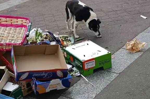 Chien trouvé Paris, photo: Trouvé Chien, Rue Raymond Losserand, Paris - type Jack Russell tacheté
