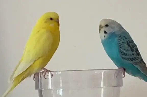 Lost female bird, North Covevi...