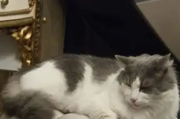 Lost male cat, Olympic Parade, 40, Melbourne - ragdoll named Smokey - photo