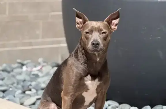 Lost pets El Dorado Hills, photo: Lost female dog, Easy Street, Mountain View - greyish/brown Pitbull mix