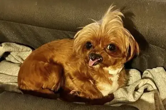 Lost Female Dog, Greenbriar Drive, Columbia - cleft lip - photo