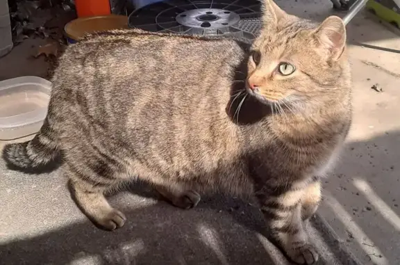 Lost female cat, Bonnie Brae Avenue Northeast, Warren - tabby with clipped right ear - photo