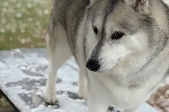 Lost male dog, Clayton, Delaware - white with black and gray fur - photo