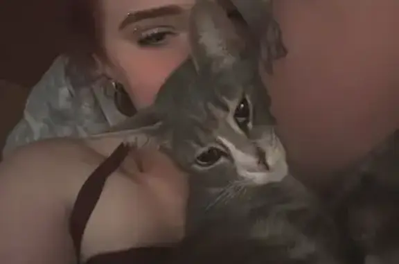 Lost female cat, Jack Mountain Road, Hot Springs - small, gray and white with a unique face pattern - photo