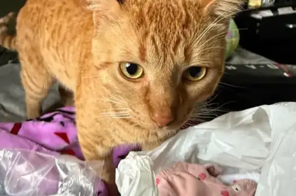 Lost male cat, 36th Street, Grand Rapids - responds to 'Foreman' - photo