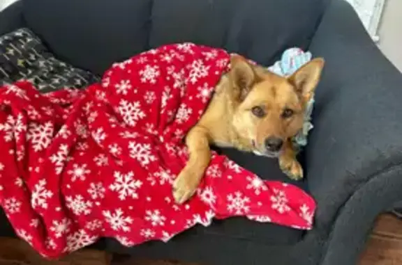 Light brown, with blonde. She’s very friendly!!