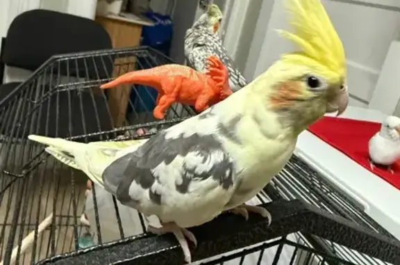 Lost bird, 133rd Street, Queen...