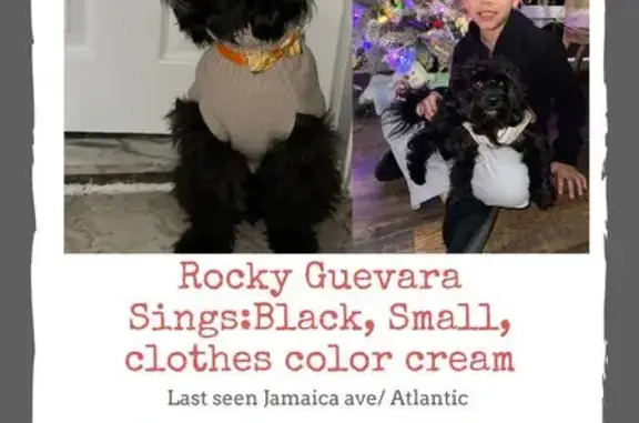 Lost male dog, 121st Street, 89-02, Queens - photo