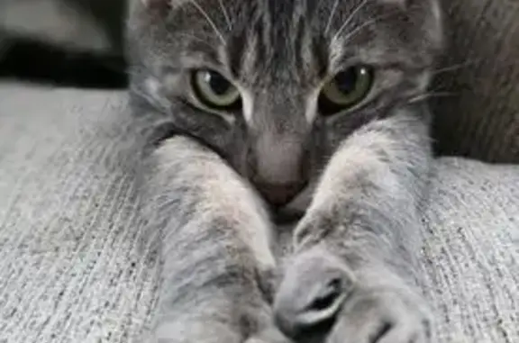 Lost male cat, Dare Court, Brooklyn - grey striped coat - photo