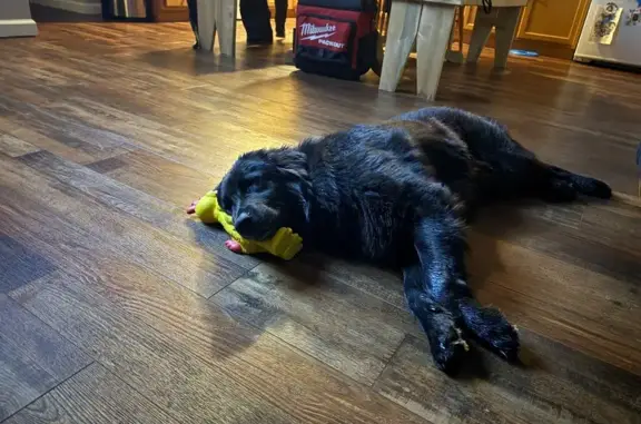 Black, German shepherd & black lab mixed, longer hair, very friendly!