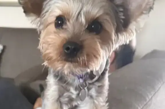 Lost pets Houston, photo: Lost Female Dog, College Avenue, 7813, Texas City - Silver coat, purple color