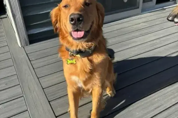 Lost Male Dog, Montgomery, Minnesota - photo