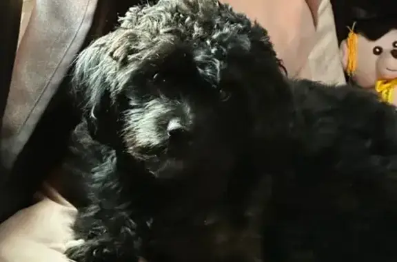 Lost male dog, Jamaica Avenue, Manhattan - photo