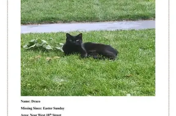 Lost pets Idaho Falls, photo: Lost male cat, West 18th Street, Idaho Falls - black with white spots