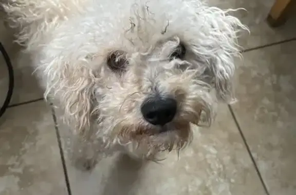 Lost male dog, West 92nd Street, Los Angeles - white poodle with curly hair - photo