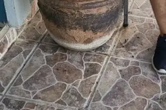 Lost pets Brownsville, photo: Lost female dog, West 14th Street, Brownsville - black coat with brown markings