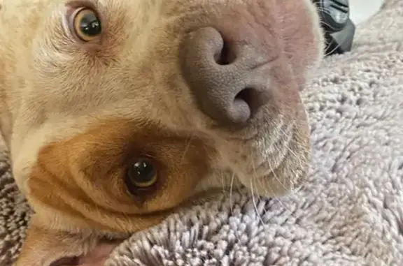 Lost female dog, Nelson Road, Pequot Lakes - brown and white, friendly and shy - photo