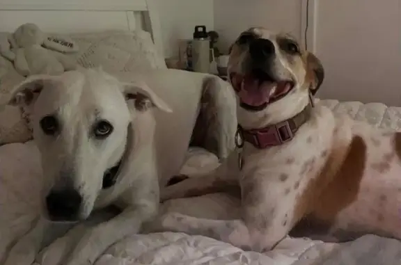 Lost female dog, Cairns, Kuranda - white with a light purple collar - photo