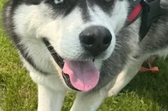 Missing dog Male, Biddeford (usl534823) - photo