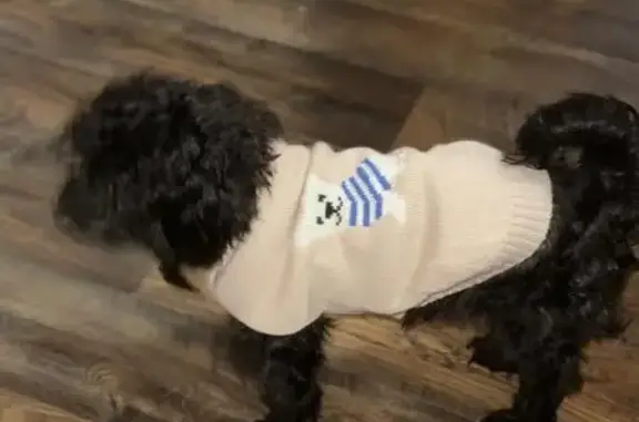 Lost male dog, 89th Avenue, 119-21, Queens - small black Chipoo - photo