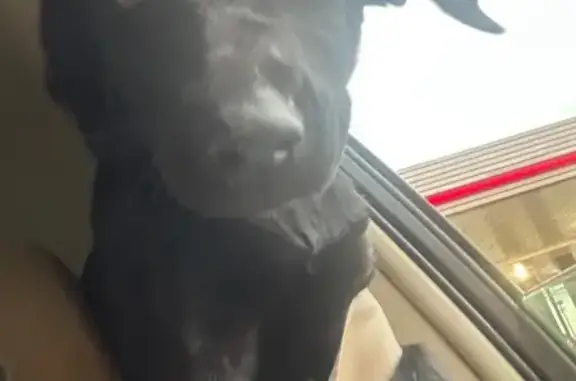 Lost pets Fort Worth, photo: Lost male dog, Race Street, Fort Worth - very slim black lab