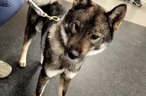 Lost Female Dog, Canterbury Road, Grosse Pointe Woods - Shikoku with a fluffy white tail - photo