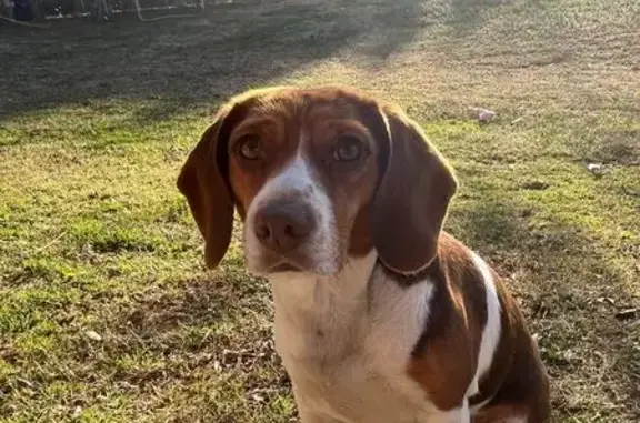 Lost pets Wichita, photo: Lost female dog, South Chloe Lane, Mustang, Wichita - brown and white beagle