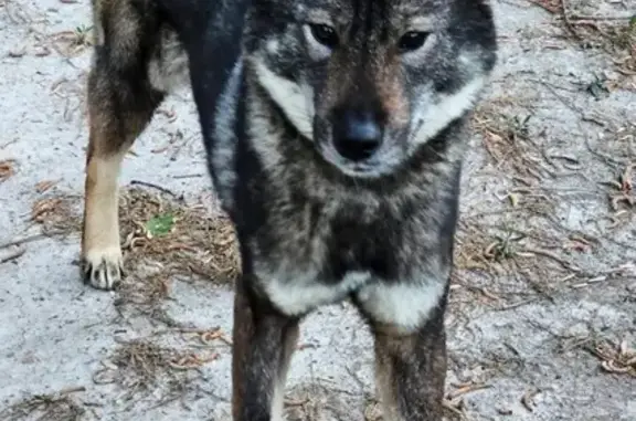Lost female dog, Morningside Drive, Grosse Pointe Woods - black and brown coat - photo