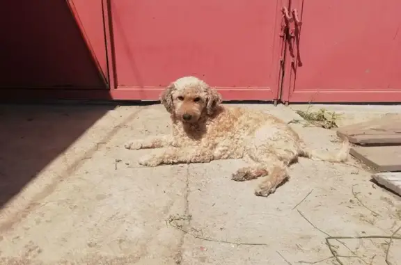 Animales perdidos Santa Maria Chimalhuacan, foto: Perdido perro hembra, Tepalcates, 79, Chimalhuacán - con tumor en el pecho