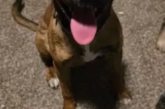 Found pets Oklahoma City, photo: Found female dog, North Blackwelder Avenue, Oklahoma City - tricolor German Shepard and Pitbull mix