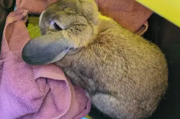 Found rabbit, Last Street, Lat...