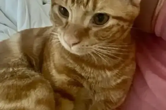 Missing cat Brisbane, photo: Lost male cat, Magnetic Way, Ipswich - ginger with stripes