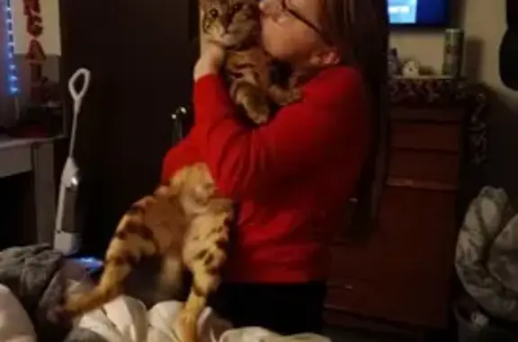 Missing cat Trenton, photo: Lost male cat, Trenton Road, 272, Trenton - talkative and loves belly rubs