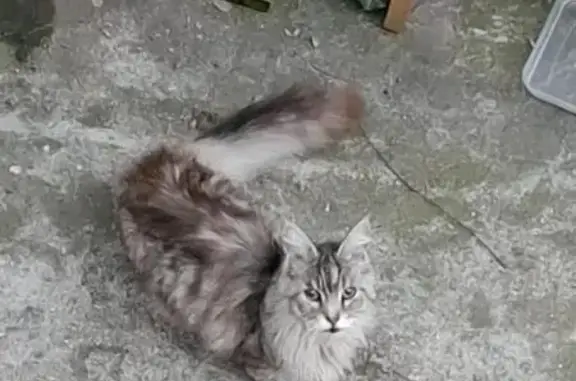 Animaux trouvés Ollioules, photo: Trouvé chat, Rue Diderot, Ollioules - type Maine Coon ou Norvégien