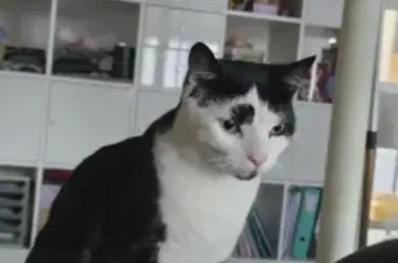 Chat perdu, Altorf, photo: Perdu Chat homme, Impasse de la Marne, 100, Altorf - noir et blanc avec tache sur le menton
